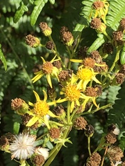 Senecio sarracenicus