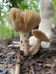 Russula