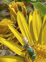 Agapostemon virescens