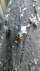 Calligrapha polyspila
