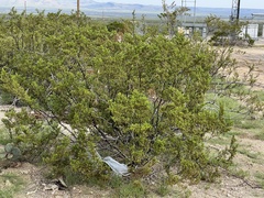 Larrea tridentata