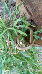 Dendrelaphis