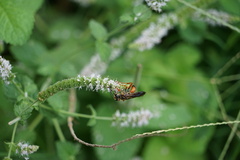 Sphex ichneumoneus