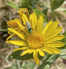 Agapostemon virescens
