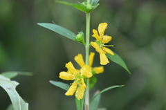 Heimia salicifolia
