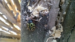 Calligrapha polyspila