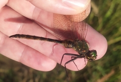 Somatochlora flavomaculata