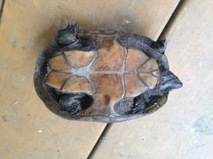 Sternotherus odoratus