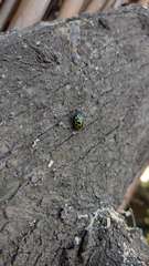 Calligrapha polyspila