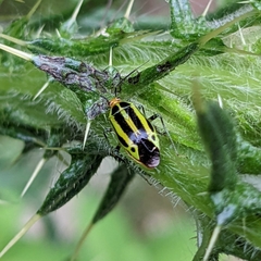 Poecilocapsus lineatus