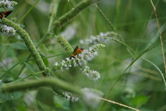 Sphex ichneumoneus
