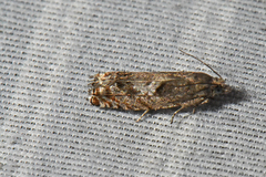 Epinotia solicitana