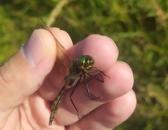 Somatochlora flavomaculata