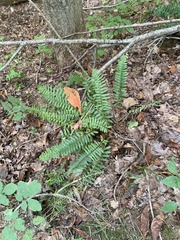 Polystichum acrostichoides