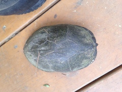 Sternotherus odoratus