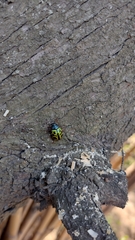 Calligrapha polyspila
