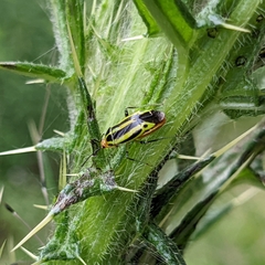 Poecilocapsus lineatus