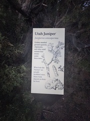 Juniperus osteosperma