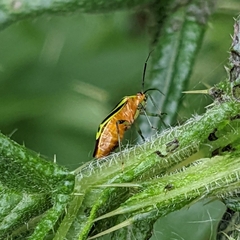 Poecilocapsus lineatus