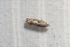 Epinotia solicitana