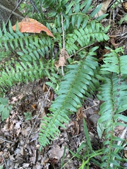 Polystichum acrostichoides