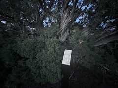 Juniperus osteosperma