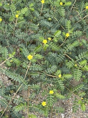Tribulus terrestris