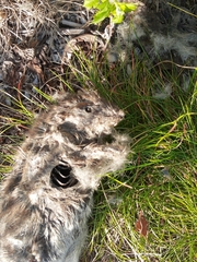 Rodentia