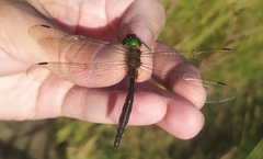 Somatochlora flavomaculata