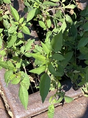 Bidens alba