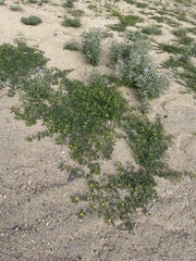 Tribulus terrestris
