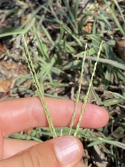 Digitaria sanguinalis