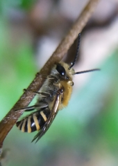 Colletes hederae