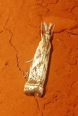 Microcrambus elegans
