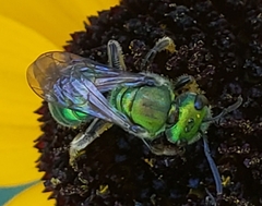 Augochlora