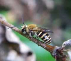Colletes hederae