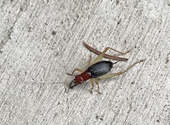 Phyllopalpus pulchellus