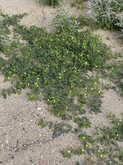 Tribulus terrestris
