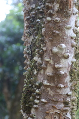 Zanthoxylum