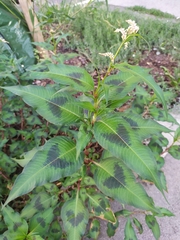Persicaria maculosa