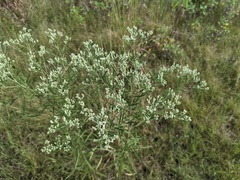Eupatorium torreyanum