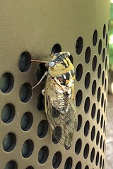 Megatibicen dealbatus