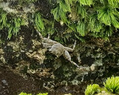 Grapsus
