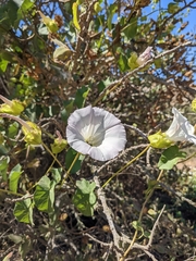 Calystegia macrostegia