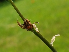Neoscona arabesca