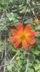 Dahlia coccinea