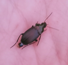 Carabidae