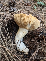 Neolentinus ponderosus