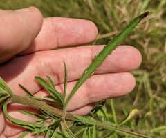 Eupatorium torreyanum