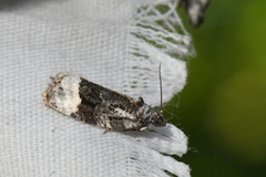 Apotomis funerea